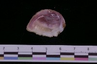 藏品(反轉偏口蛤)的圖片